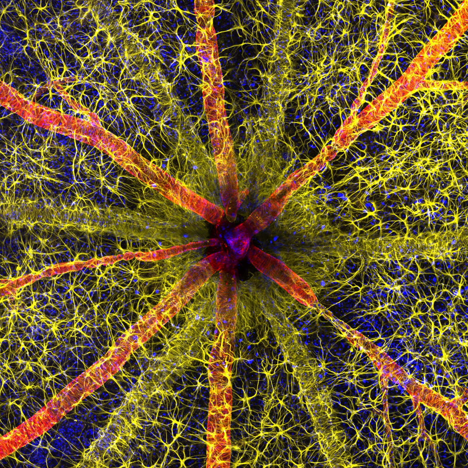 Nikon Microscopy Reports